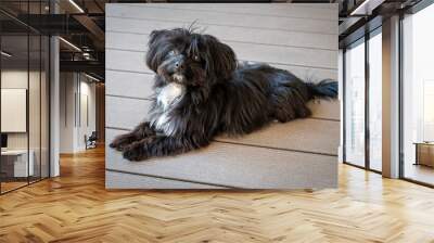 portrait of a black bolonka sitting on a terrace Wall mural