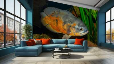 Aquarium tropical fish. The oscar (Astronotus ocellatus) is a species of fish from the cichlid family known under a variety of common names, including tiger oscar, velvet cichlid, and marble cichlid. Wall mural