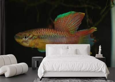 Killifish from Africa Chromaphyosemion poliaki Mile 29 Wall mural