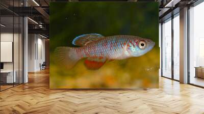 Nothobranchius kirki, the redfin notho, is a species of killifish from the family Nothobranchiidae which is endemic to Malawi where it occurs in the drainages of Lake Malawi and Lake Chilwa. Wall mural