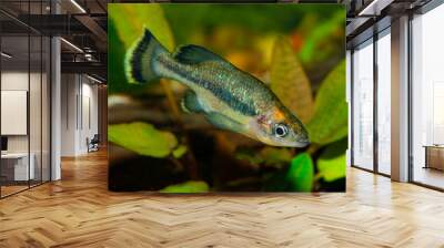 The butterfly splitfin or butterfly goodeid, Ameca splendens, is a bony fish from the monotypic genus Ameca of the splitfin family (Goodeidae). Wall mural