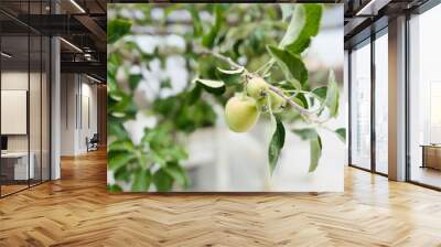 Apples growing on the tree. Wall mural