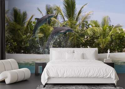 dolphins playing Wall mural