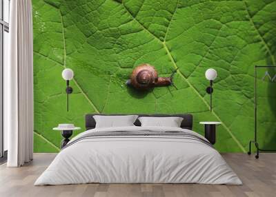 The cute little snail crawling along the big green leaf. Photo from above Wall mural