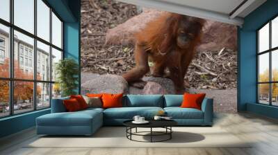 Orangutan Wall mural