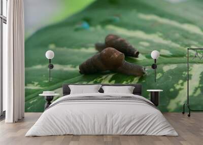 Snails Wall mural