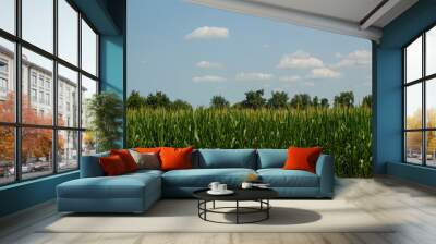 Road and corn field in the countryside during the sunny day on the blue sky with clouds background Wall mural