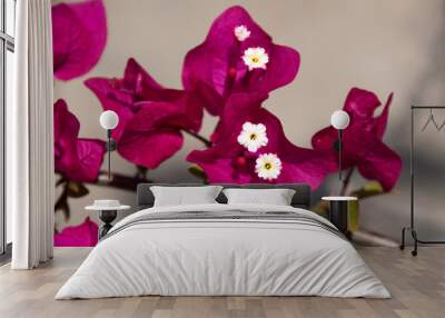 Tha Ton Thailand, vibrant pink bougainvillea flowers Wall mural