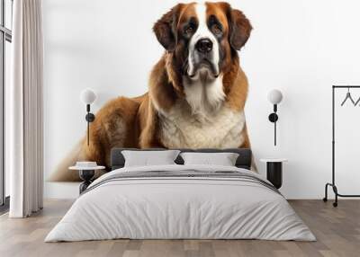 St. Bernard cute dog isolated on white background Wall mural