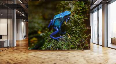 Blue-Poison-Dart-Frog (Dendrobates-azureus) resides in Northeastern-South-America Wall mural