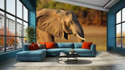 The African bush elephant (Loxodonta africana), also known as the African savanna elephant, female portrait. Wall mural