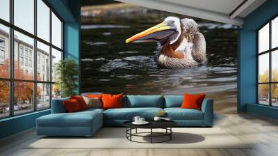 The brown pelican (Pelecanus occidentalis) on the surface of the pond. Pelican on dark water.Pelican with beak stretched forward. Wall mural