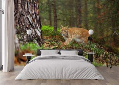 The Eurasian lynx (Lynx lynx), also known as the European lynx or Siberian lynx in autumn colors. Wall mural