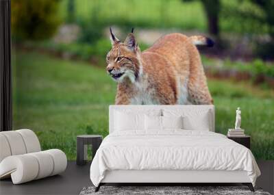 The Eurasian Lynx (Lynx lynx), portrait. Eurasian lynx in the garden.Big cat on green background. Wall mural