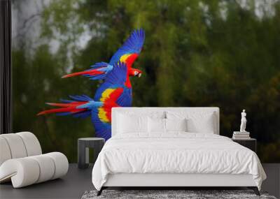 The scarlet macaw (Ara macao) flying through forest with green background. Dvojice velkých papoušků při letu. Macaw pair flying high in the greenery of trees. Wall mural