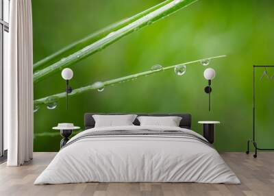 Green grass in nature with raindrops Wall mural