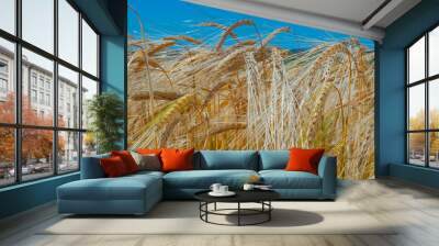 Rye spikelets in a field in summer Wall mural