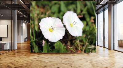 Two white flowers Wall mural