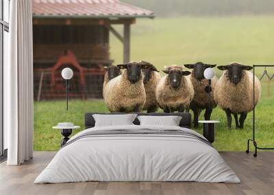 a cute group of sheep on a pasture stand next to each other and look into the camera Wall mural