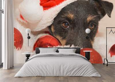 close up of a little cute Jack Russell Terrier Christmas dog Wall mural