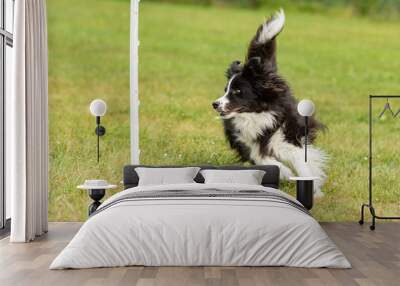 Fast border collie dog runs around a bar Wall mural