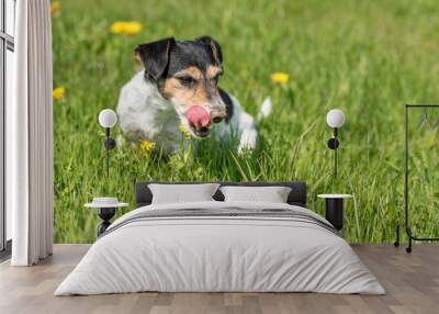 Jack Russell Terrier dog 8 years old sitting in a green spring meadow Wall mural