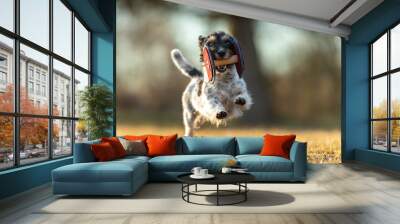 small  sporty Jack Russell Terrier sporting dog happily carrying an apportel and running fast across a meadow Wall mural