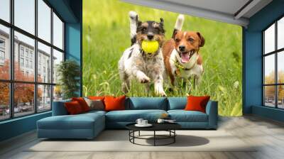 Two small Jack Russell Terrier dogs are running and playing togehter in the meadow with a ball Wall mural