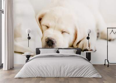 Close up of sleeping puppy of labrador on the white sofa Wall mural