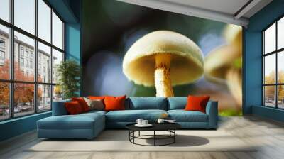 Pilz im Wald als Makro mit unscharfem Hintergrund Wall mural