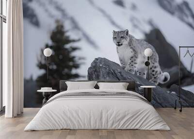 Snow leopard  nature  habitat wallpaper Wall mural