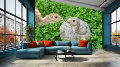 two young turkeys chicks on green grass. the poultry farm, turkey breeding Wall mural