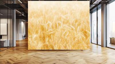 Golden wheat background Wall mural