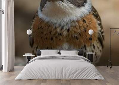 Close-up of a small bird on a rock. Wall mural