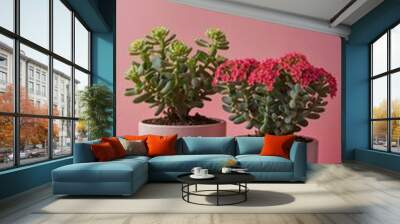 Three vibrant pots of kalanchoe medical plants with flowers against a trendy pink background, featuring room for text or design. Wall mural