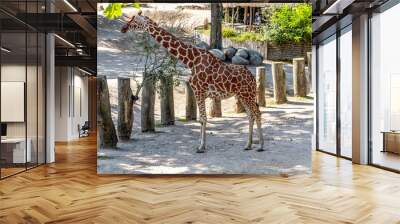 Beautiful tall giraffe walking on a sunny day Wall mural