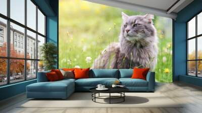 Chewie the cat in the wild Wall mural