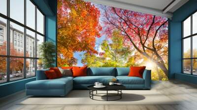 The warm autumn sun shining through colorful treetops, with beautiful bright blue sky. Wall mural