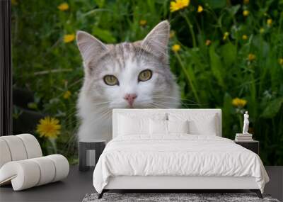 Portrait of a gray cat with a white breast outdoors Wall mural