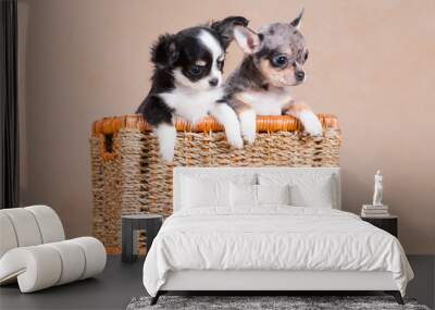 Two chihuahua dogs sit together in a wicker basket Wall mural