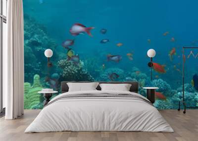 4Coral fish on and coral reef Wall mural