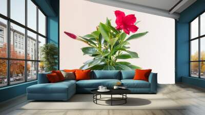 blooming red mandevilla flower with green leaves in pot Wall mural