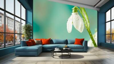 snowdrop Wall mural