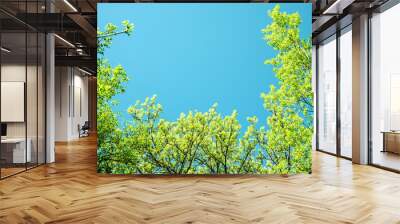 trees and sky Wall mural