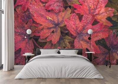 vivid red orange heuchera leaves background Wall mural