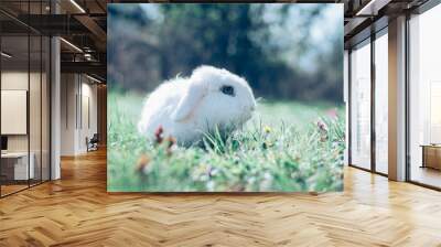 white bunny rabbit with blue eyes in spring easter time Wall mural