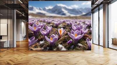 Crocuses in the mountains, spring flowers close-up photo Wall mural