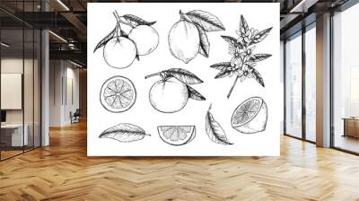 hand drawn vector illustration - collections of lemons and oranges. branches with citrus fruits. flo Wall mural