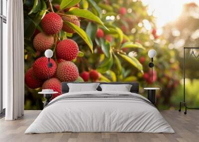 Commercial lychee orchard cultivation and harvesting. Ripe lychee fruits hanging on a tree in a plantation garden. Wall mural