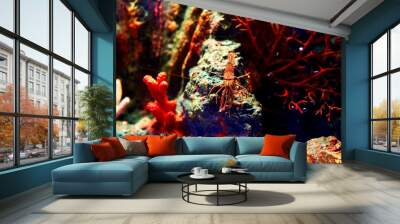 Sea shrimp in the aquarium. Inhabitants of the underwater world. Wall mural